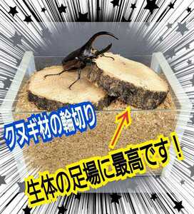 Ideal for a stag beetle and beetle mating! High quality ☆ Kunugi Kushiki slice [5 sets] Tree, scaffold, fall prevention, and display are also excellent!