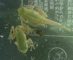 [The first landing individual this year] 5 Amaga frogs ★ Amaga frog of very cute first landing individual ★ ②