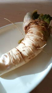 [Free shipping/prompt decision] Warm region adaptation ★ Tears of the mountains (Horse Radish/Western Wasabi) Seed root