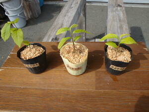 22072 ☆ Popo seedlings 3 pot set