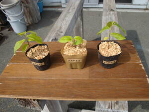 22073 ☆ Popo's seedlings 3 pot set