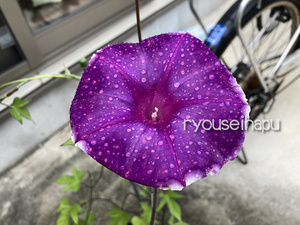 Rare ★ bewitching asagao ★ Mura purple "PURPLE MORNING GLORY" 3 seeds