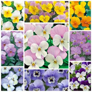 10 kinds of viola species 50 mixed tablets