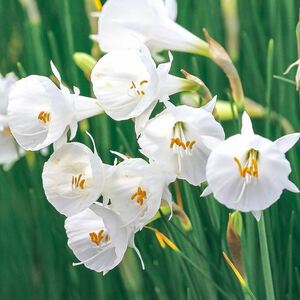 Petticoat Daffodil Sanable Bricas (Large Sillow) 20 or more white flowers [Final]