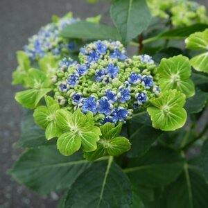 100 yen ~ ● A small and white decorative flower around a small hand -shaped blooming flower ● Hydrangea ● Hydrangea ● Oshima Green Flower ● 5 ● With Flowers ● Unusual varieties