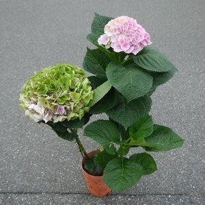 100 yen ~ ● It takes time to change into an antique shade ● Xi'an ● 5 ● Flower stock ● With flower ● Large flower ● Autumn hydrangea ● ●