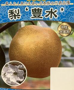 Hosani pear -free grafted seedlings