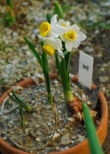 Narcissus 7 bulbs (Management No.24)