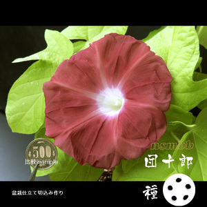 ■ Danjuro specialized cultivation ■ 5 seeds of morning glory "Danjuro" ■■ 2021 production ■■■