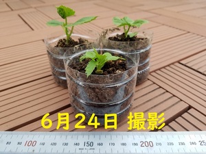Bitter gourd seedlings 3 shares set