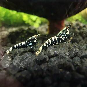 ☆ Black focus shrimp 30 tails [Prompt decision benefits:+α animal]