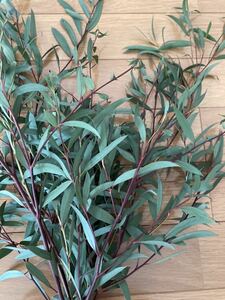 For eucalyptus pulpura fine leaves fresh cut branches, etc