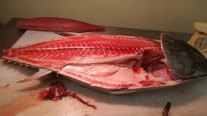 (Fish) This tuna "Large Toro" 250G1P2980 yen Prompt decision