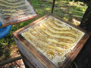 ★ Japanese bees honey (500g x 1 bottle) Ordinium 3rd year honey collection Pure honey ★