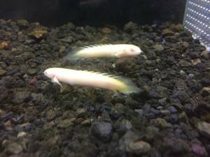PURE ☆ Cheap special price! Polypters Albinosenegalus Coll packed OK ☆ Recommended for introduction!