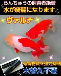 Ranchu breeder acclaim! The water in the aquarium will be beautiful [Varna 8㎝] It will keep the transparency outstanding without changing the water! Powerful substances and pathogens are also strongly suppressed!