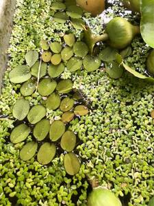 ☆ Oosanmyomo ☆ 10 shares set ☆ It is a relatively easy water plant for breeding and breeding ☆ For aquariums and gardening ☆ Recommended for beginner beginners ☆