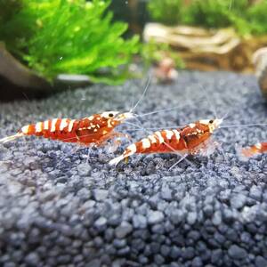 ☆ Red focus shrimp 20 tails [Prompt decision benefits:+α animal]