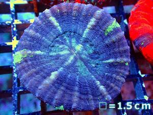 【Coral】Scolemia sp. （Mixed Pattern) 【UCA/Australia】 (Individual sales) No.4 (Living organisms)