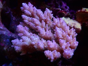 【Coral】Acropora sp. (Ultra Grade) 【UCA/Australia】 (Individual sale)(±12x11cm)No.48(Living body)