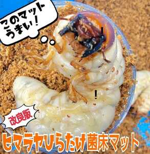 The stag beetle larva becomes bigger! Bacterial floor mat ☆ Just pack in a bottle! Ookuwagata, Hirata, Nijiiro, saws, etc. in general! OK from the first order to 3