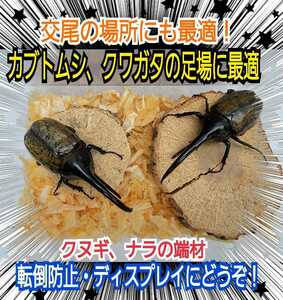 Ideal for a mating place! Kunugi -oak scrap material [5-6 pieces] Stag beetle, beetle scaffolding, hidden house, cotton prevention, fall prevention, and display!