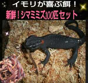 I like the newt! I often eat! Nutritional score! fresh! Freshly picked up! 100 sets of bells ☆ For reptile bait, turtle feed, ornamental fish, and fishing bait!