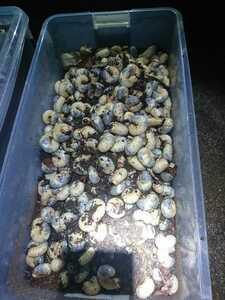 ★★★ 30 beetles larvae 30 domestic Okayama City, Okayama City, WD Natural 1 ★★★
