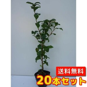 Chanoki tree height around 0.3m 10.5cm pot (set of 20) (free shipping) Seedling plantation tree