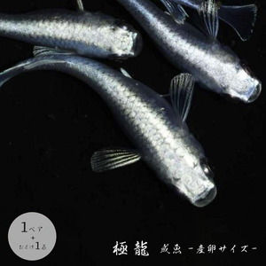 Medaka Polar Dragon Grant Fish Size 1 Pair+Guarantee 1 Swim Metallic Metal Ultra -Fixed Long Long Long Fixed Aquarium Strict Selection Aquarium