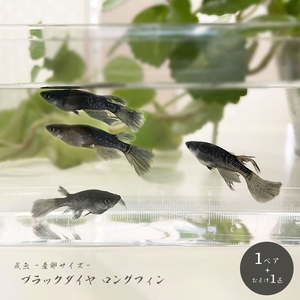 Medaka Black Diamond Finn Adult Fish spawning Size 1 pair+1 warranty 1 Matsui fin length x olo -glitter swim
