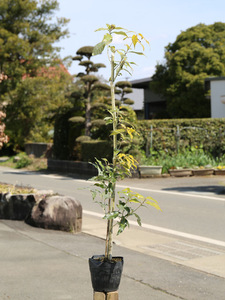 Vladilogashi 0.8m15cm Pot 1 Pot 1 year Shipment 1 year withering Guarantee Town Road Tree &amp; Park Tree