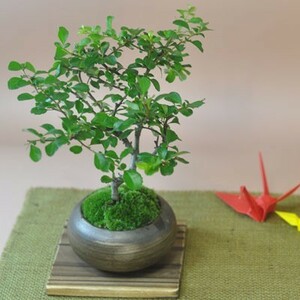 Specially selected white flower longevity plum ancient trees