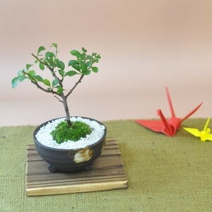 White flower longevity plum young tree white flower longevity plum young tree gift bonsai opening of the store Celebration retirement wrapping Father's Day Respect for the Aged Day