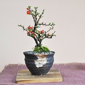 Mini longevity plum Fujisaku Hand -made small bowl
