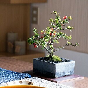 Bonsai flower longevity plum sophisticated Japanese modern elegance series Popularity ranking 60s 70s Appreciation Fashionable potted plant