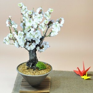 White plum plum bonsai bonsai white flower gift bonsai Opening of the store Celebration Retirement Wrapping Father's Day Respect for the Aged Day