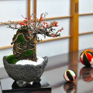 Longevity plum with bonsai Stone Beginners Celebration Healing Mini Flower Present Interior Green Hobby Modern Bonsai Mini Bonsai Gift Retired