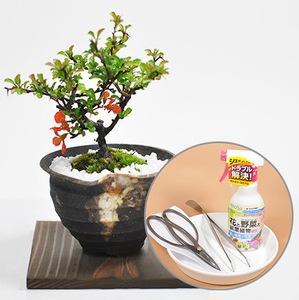 Bonsai tool set flower longevity plum mini bonsai bonsai scissors kit beginner