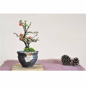 Flower longevity plum mini bonsai popularity ranking 60's 70's Raising How to Raise Fertilizer Flower Pot Plant with Fertilizer Wrapping Message Card