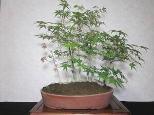 Rare rare goods Momiji -style roots tailoring, a well -built medium -sized (kifu) bonsai tree height 40 cm