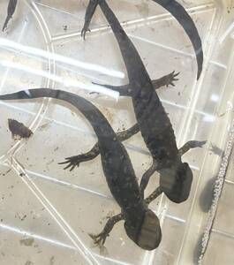 1 Michoa Kan Stream Salamander