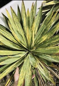 Yucca Glorio Sosa Cut at the rare mixture