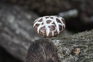 Flower winter 菇 (Donko) sun -dried dried shiitake mushroom cultivation 500g