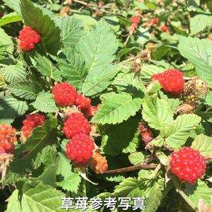 ★★ 2 strawberry seedlings
