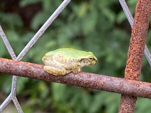 [The first landing individual this year] 5 Amaga frogs ★ A very cute first landing individual Amaga frog ★ ③