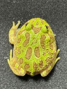 [BEARS FROG] Beljet frog (Berzno Green x Badget Frog) Full Green ②