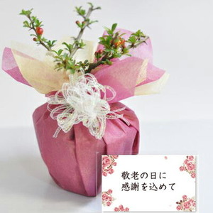 Bonsai -joyful mini -longevity plum bonsai free shipping beginner celebration flower gift interior green modern bonsai mini bonsai bonsai bonsai