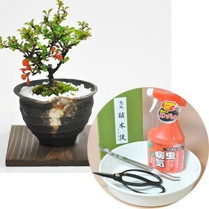 Respect for the Aged Day Present Bonsai For the first time, a tool set and a mini longevity plum pot pot poted cedar with a set with 4 -point tool set with set