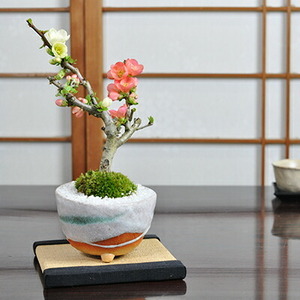 Red and white longevity plum longevity treasures chlorine bonsai pot plants blooming gifts Fashionable modern interior bowl flower bonsai